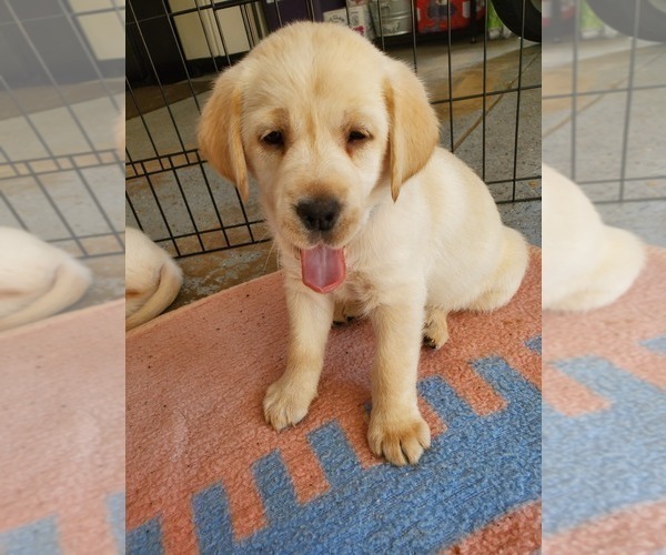 Medium Photo #13 Labrador Retriever Puppy For Sale in WATERFORD, WI, USA