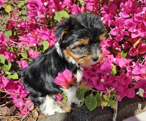 Biewer Yorkie Puppy for sale in SARASOTA, FL, USA