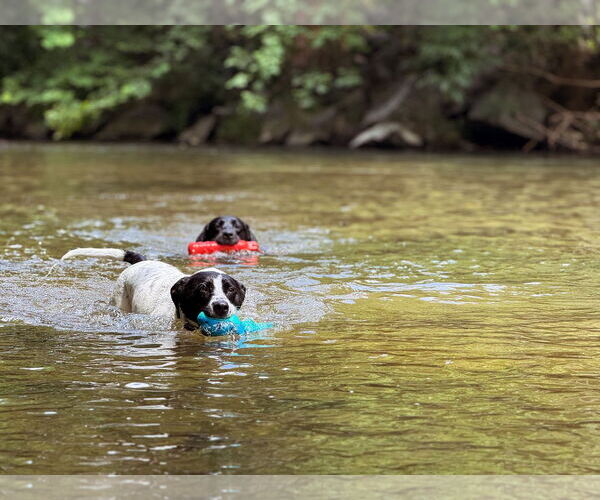 Medium Photo #7 American Staffordshire Terrier-Pointer Mix Puppy For Sale in Arlington, VA, USA