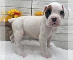 Small #7 Boxer