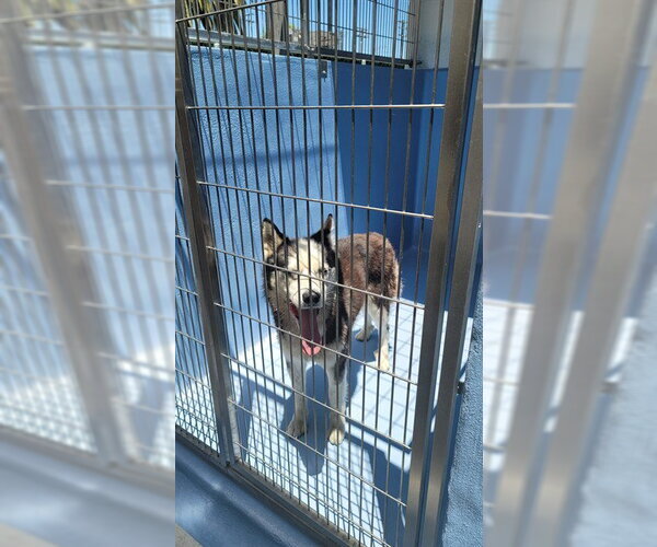 Medium Photo #1 Siberian Husky Puppy For Sale in Downey, CA, USA