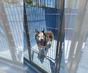 Siberian Husky Dogs for adoption in Downey, CA, USA