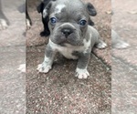 Puppy Puppy 5 Faux Frenchbo Bulldog