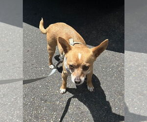 Chug Dogs for adoption in San Diego , CA, USA