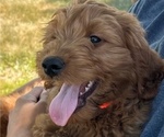 Puppy Puppy 1 Goldendoodle (Miniature)