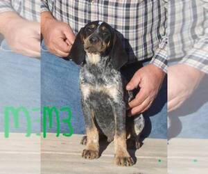 Bluetick Coonhound Puppy for sale in MARION, MT, USA