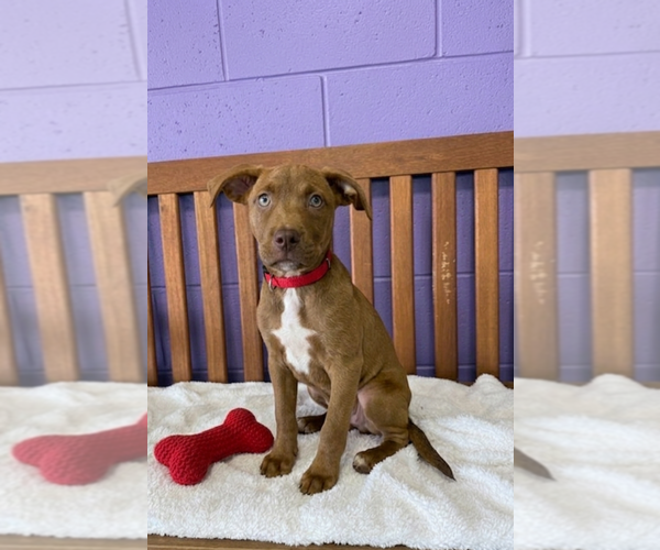 Medium Photo #1 Labrador Retriever-Unknown Mix Puppy For Sale in Genesee, WI, USA