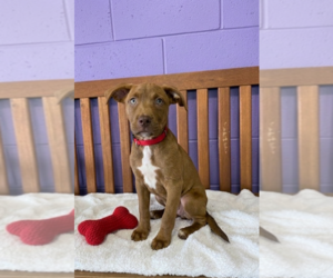 Labrador Retriever-Unknown Mix Dogs for adoption in Genesee, WI, USA