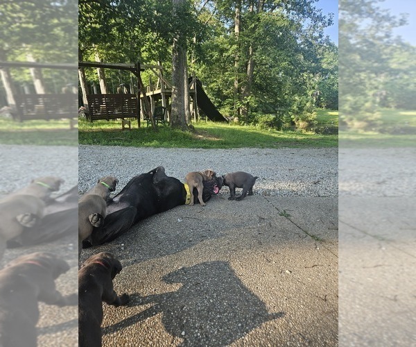 Medium Photo #8 Cane Corso Puppy For Sale in SCOTTSBURG, IN, USA