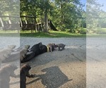 Small #7 Cane Corso