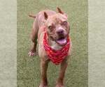 Small #5 American Pit Bull Terrier Mix