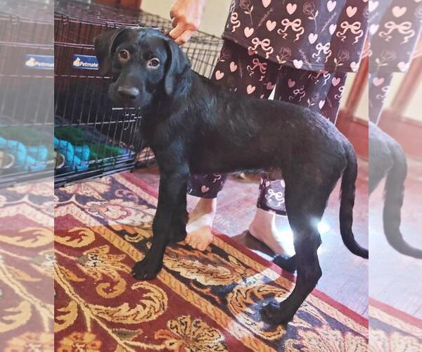 Medium Photo #3 Labradoodle Puppy For Sale in Rootstown, OH, USA
