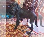 Small #2 Labradoodle