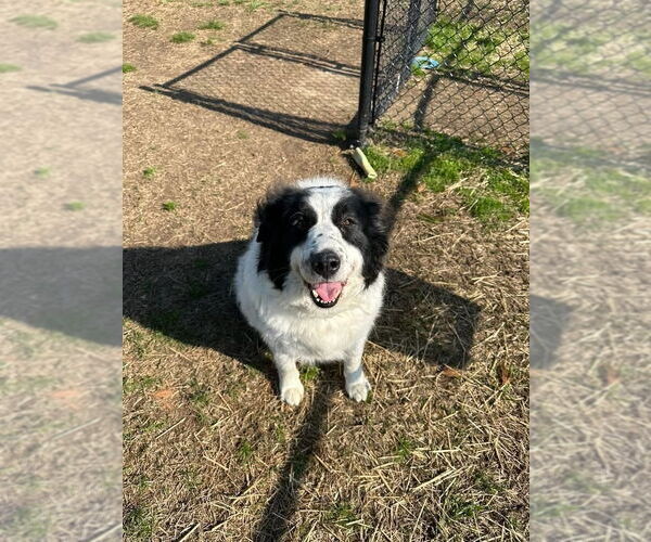 Medium Photo #2 Great Pyrenees-Unknown Mix Puppy For Sale in Evansville, IN, USA