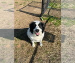 Small #1 Great Pyrenees Mix