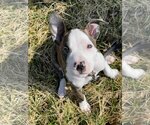 Small Photo #2 American Pit Bull Terrier-Unknown Mix Puppy For Sale in Germantown, OH, USA