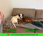 Small Photo #3 American Bulldog-Unknown Mix Puppy For Sale in Milton, FL, USA