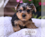 Small #4 Yorkshire Terrier