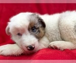 Small #7 Australian Shepherd