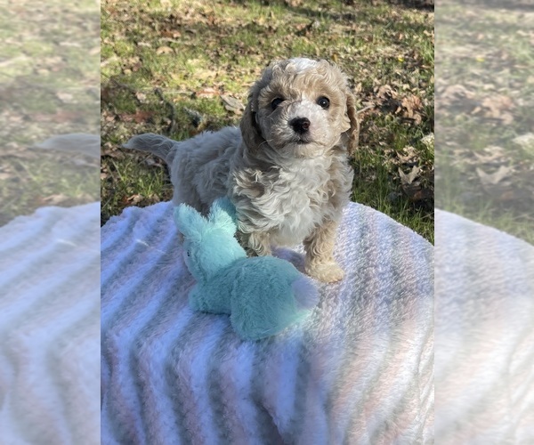 Medium Photo #1 Bichpoo Puppy For Sale in PRINCETON, KY, USA