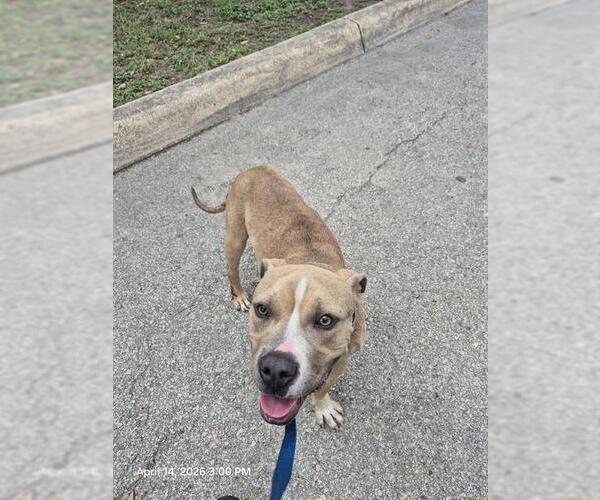 Medium Photo #1 American Staffordshire Terrier-Unknown Mix Puppy For Sale in San Antonio, TX, USA