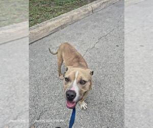 American Staffordshire Terrier-Unknown Mix Dogs for adoption in San Antonio, TX, USA