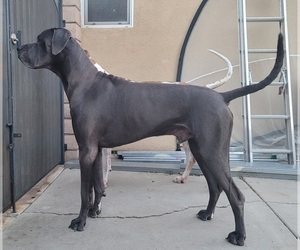 Father of the Great Dane puppies born on 06/08/2025