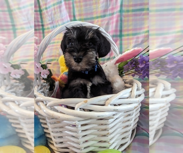 Medium Photo #1 Schnauzer (Miniature) Puppy For Sale in ATHENS, AL, USA