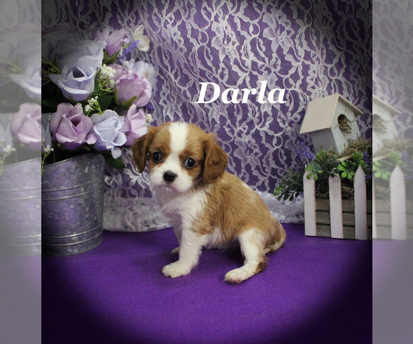 Medium Photo #2 Cavalier King Charles Spaniel Puppy For Sale in CHANUTE, KS, USA