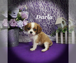 Small #1 Cavalier King Charles Spaniel