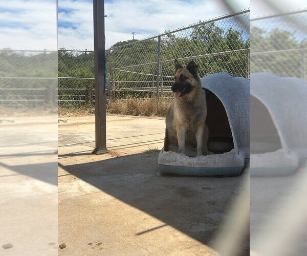 Medium Photo #3 German Shepherd Dog-Unknown Mix Puppy For Sale in San Diego, CA, USA