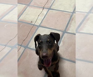 Doberman Pinscher Puppy for sale in GLENDALE, AZ, USA