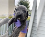Puppy Puppy 6 Cane Corso