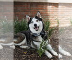 Small #1 Siberian Husky