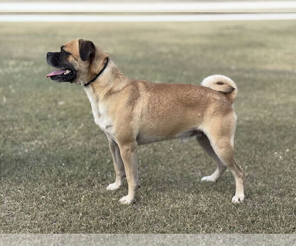 Medium Photo #3 Puggle Puppy For Sale in PIPE CREEK, TX, USA