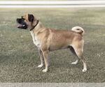 Small #2 Puggle