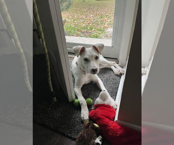 Medium Photo #6 Mutt Puppy For Sale in Plainfield, IL, USA