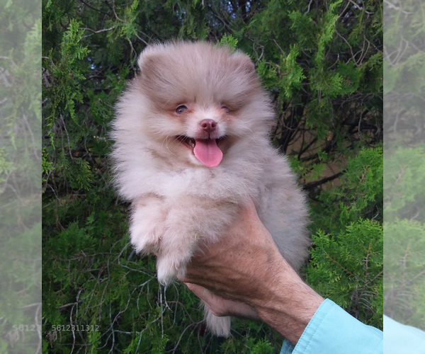 Medium Photo #6 Pomeranian Puppy For Sale in WEST PALM BEACH, FL, USA