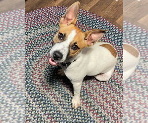 Mutt Dogs for adoption in New London, WI, USA