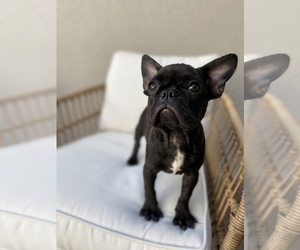 French Bulldog Puppy for sale in ORLANDO, FL, USA