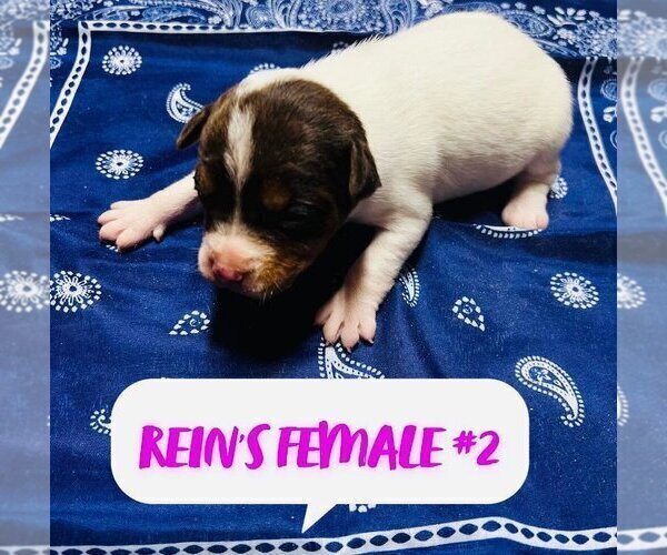 Medium Photo #3 Jack Russell Terrier Puppy For Sale in KINGSVILLE, MO, USA