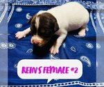 Small Photo #3 Jack Russell Terrier Puppy For Sale in KINGSVILLE, MO, USA