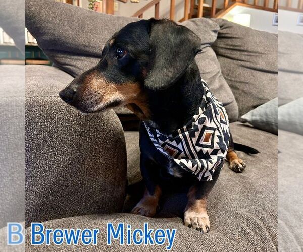 Medium Photo #3 Dachshund Puppy For Sale in San Antonio, TX, USA