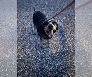 Mutt Dogs for adoption in Evansville, IN, USA