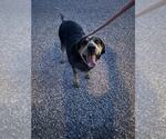 Small Mutt