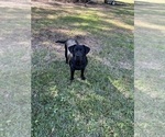 Small Photo #1 Labrador Retriever Puppy For Sale in KISSIMMEE, FL, USA