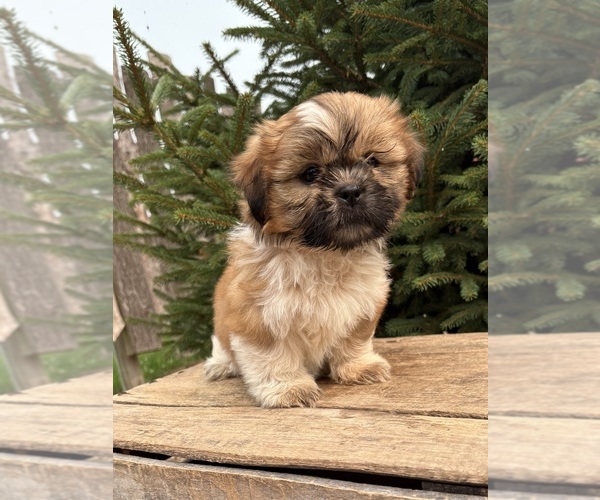 Medium Photo #2 Shih Tzu Puppy For Sale in MIDDLEBURY, IN, USA