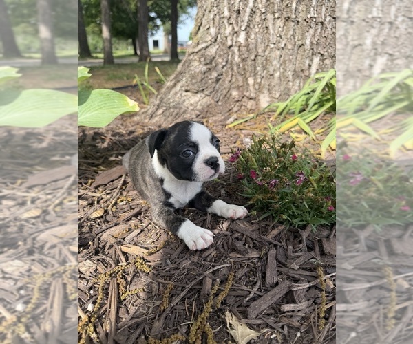 Medium Photo #4 Boston Terrier Puppy For Sale in FREDONIA, KS, USA