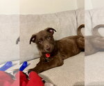 Small #1 Mutt