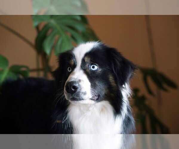 Medium Photo #3 Australian Shepherd Puppy For Sale in Sandy, UT, USA